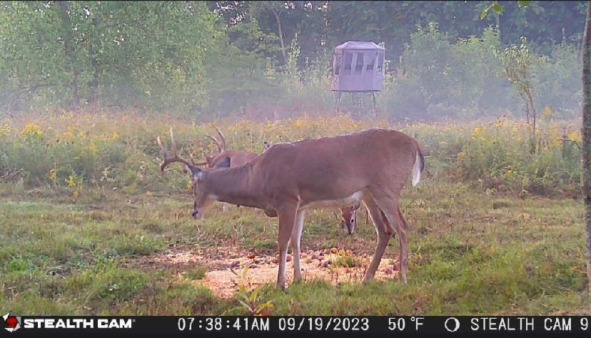 A couple of deer standing in a field with a stealth cam in the background
