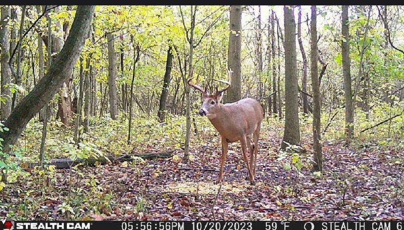 A deer is standing in the middle of a forest.