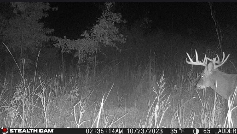 A deer is standing in a field at night.