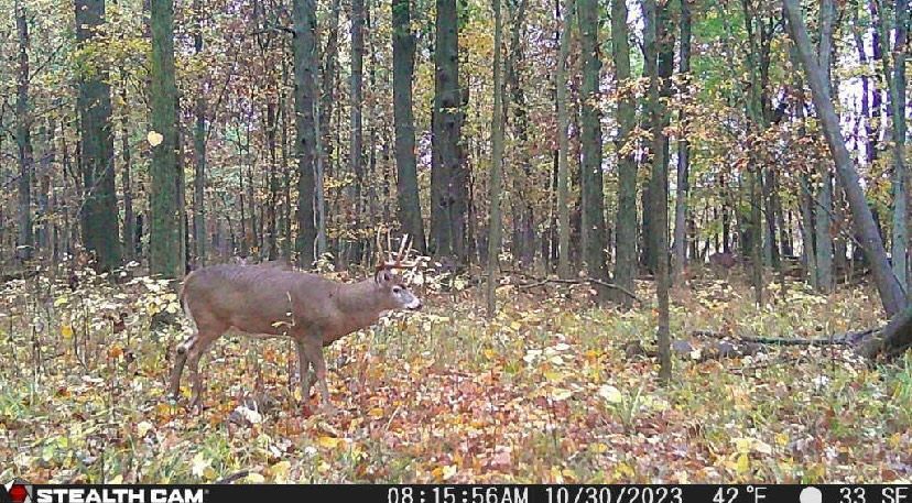 A deer is standing in the middle of a forest.