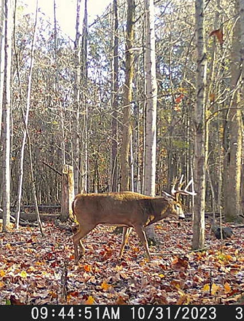 A deer is standing in the middle of a forest.