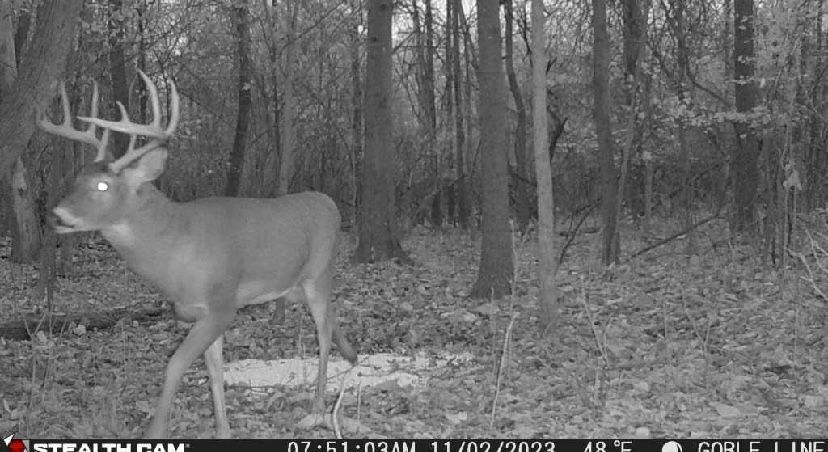 A black and white photo of a deer in the woods