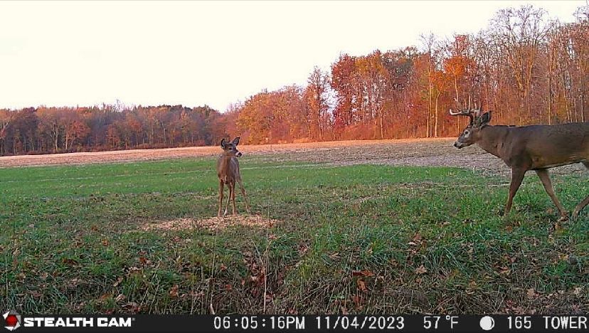 A deer is standing in a field next to another deer.