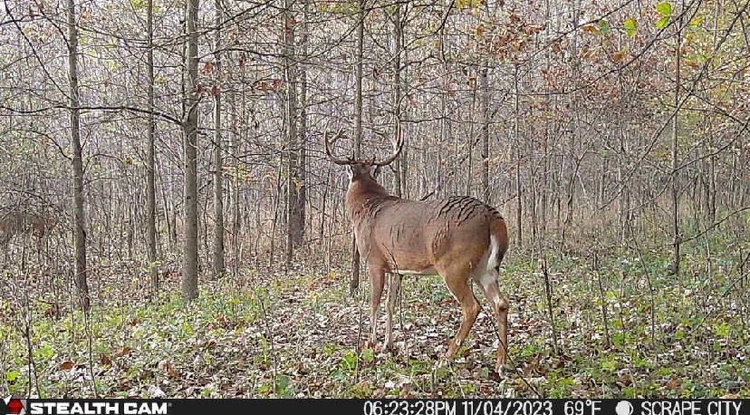 A deer is standing in the middle of a forest.