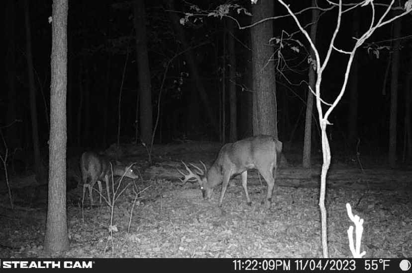 A black and white photo of a deer in the woods taken by a stealth cam