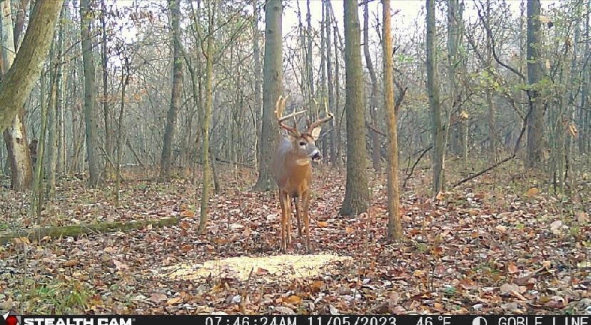 A deer is standing in the middle of a forest.