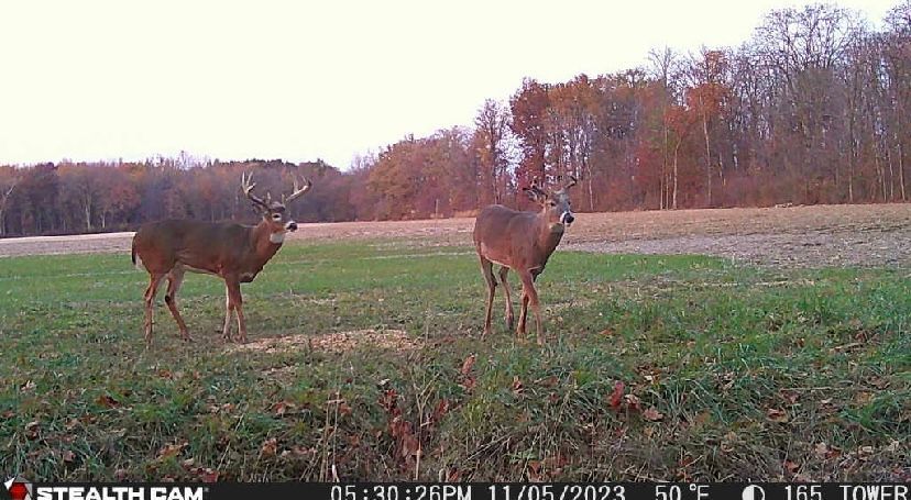 Two deer are standing next to each other in a field.