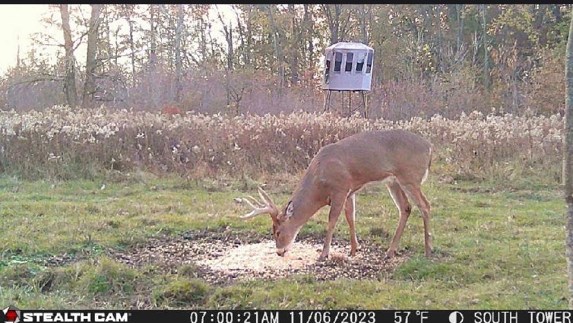 A deer is grazing in a field with a stealth cam in the background