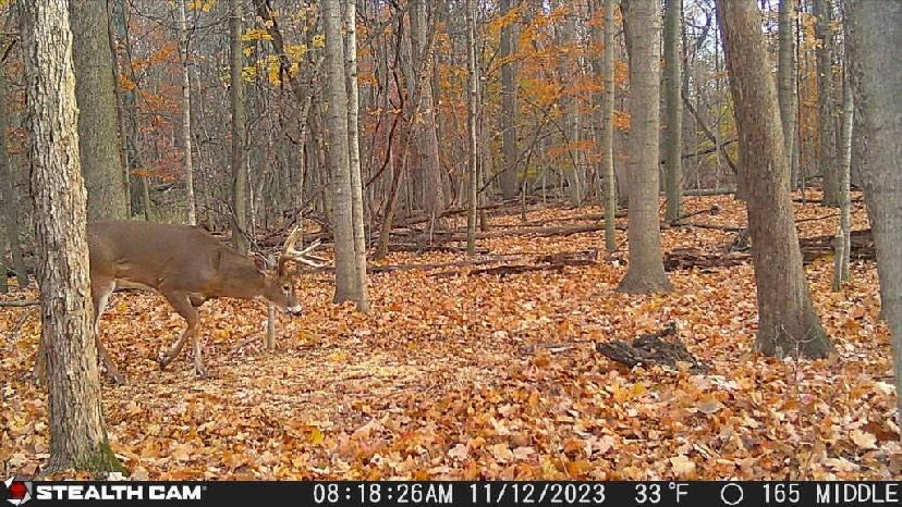 A deer is walking through a forest covered in leaves.