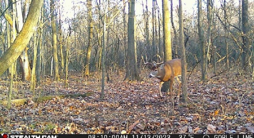 A deer is standing in the middle of a forest.