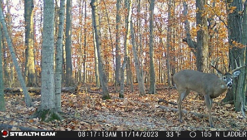 A deer is standing in the middle of a forest.