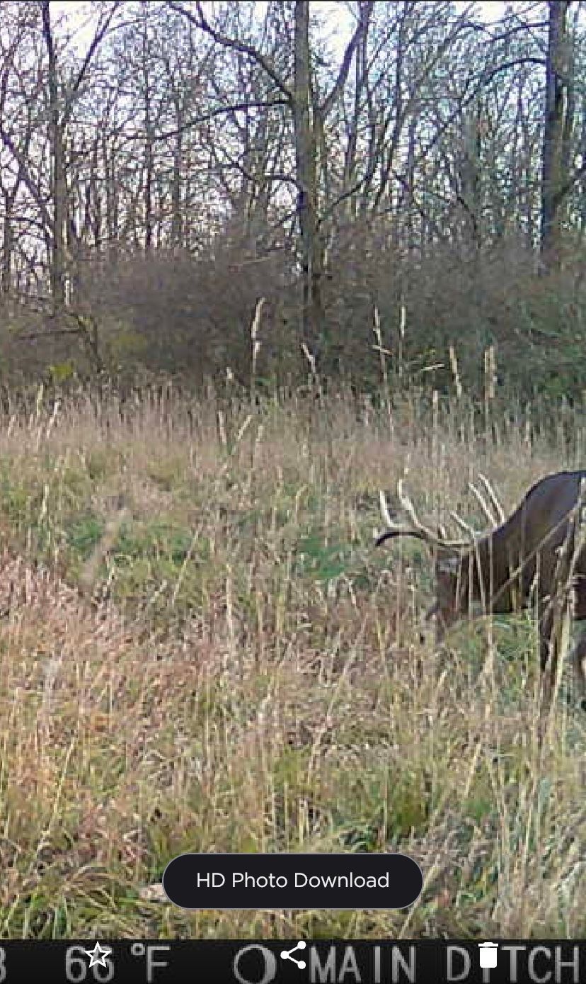 A deer is eating grass in a field with trees in the background.