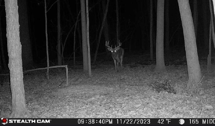 A black and white photo of a deer in the woods