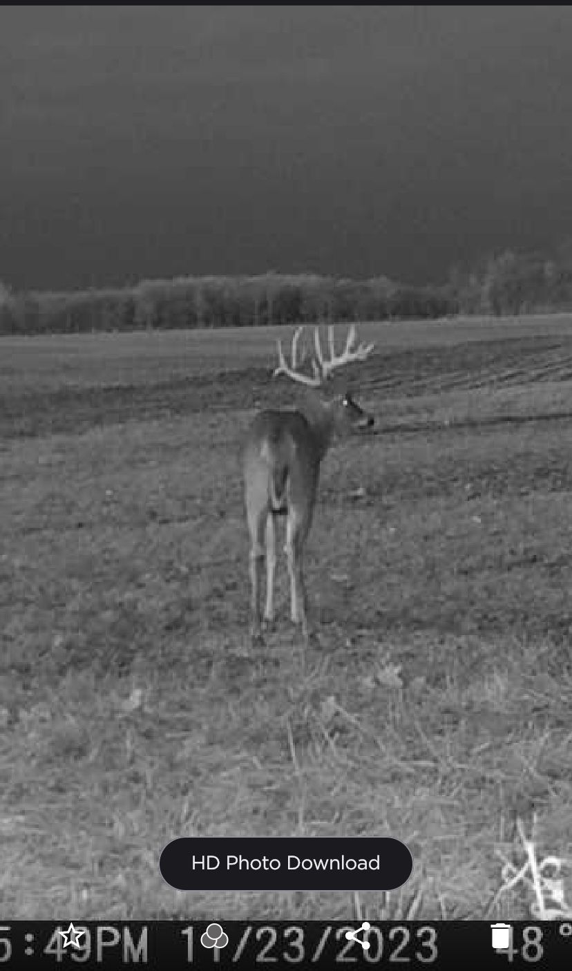 A black and white photo of a deer in a field