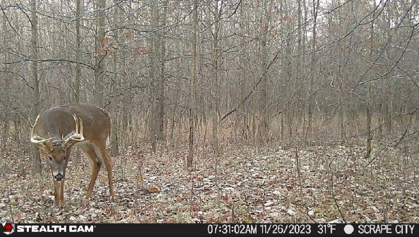 A deer is standing in the middle of a forest.