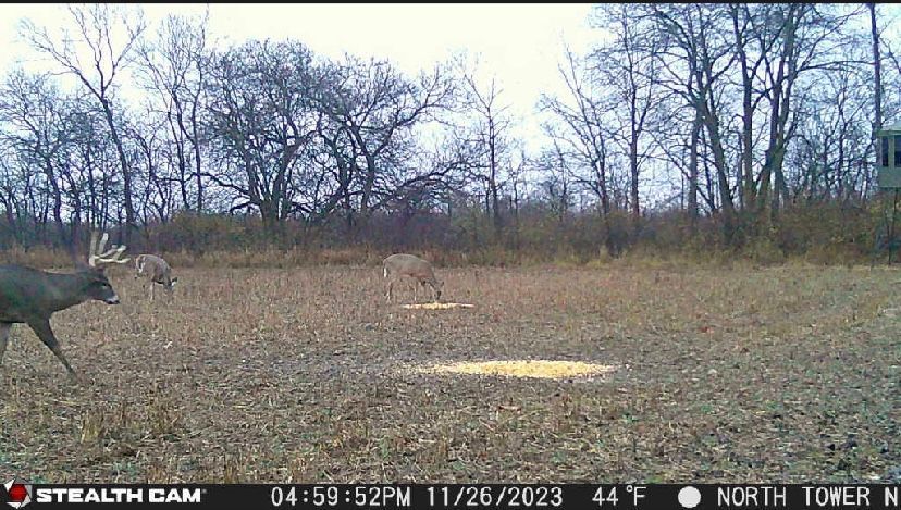 A deer is standing in a field with trees in the background.