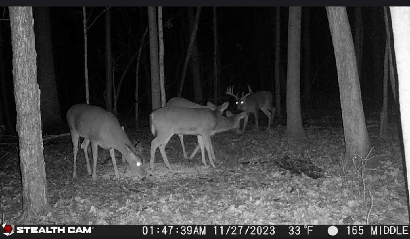 A black and white photo of deer in the woods taken by a stealth cam