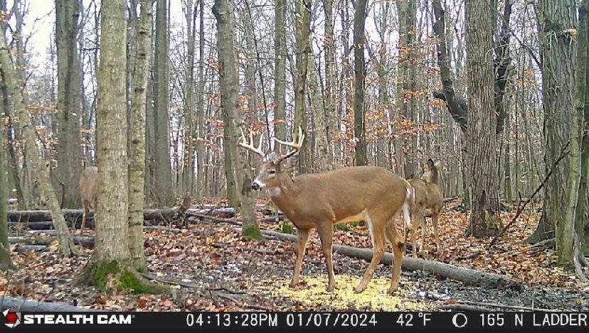 A deer is standing in the middle of a forest.