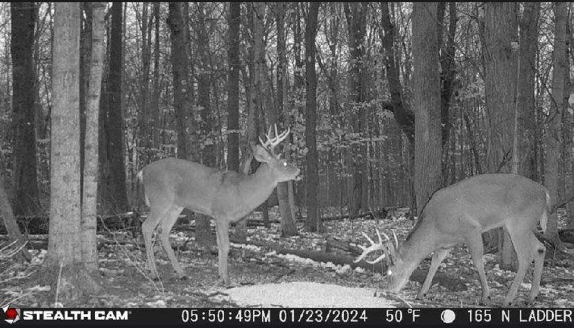 A black and white photo of two deer in the woods