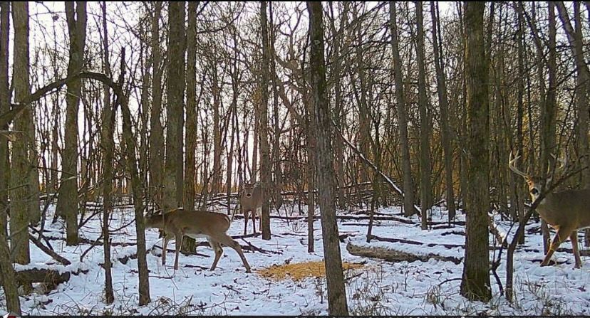 Two deer are walking through a snowy forest.