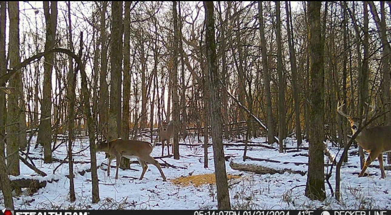 A couple of deer are walking through a snowy forest.