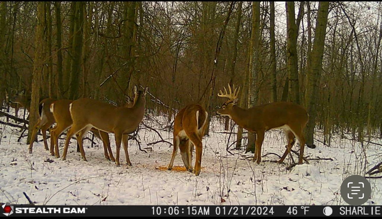 A group of deer are standing in the snow in the woods.