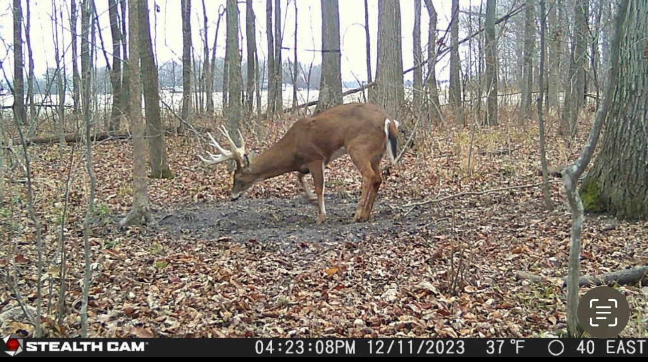 A deer is standing in the middle of a forest eating leaves.