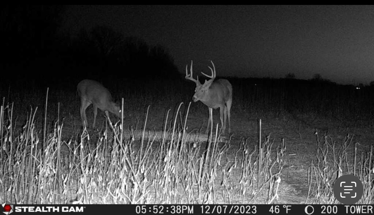 Two deer are standing in a field at night.