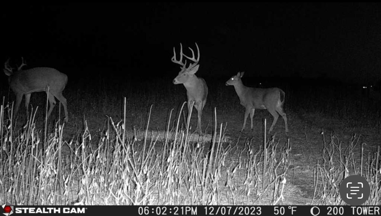 Three deer are standing in a field at night.
