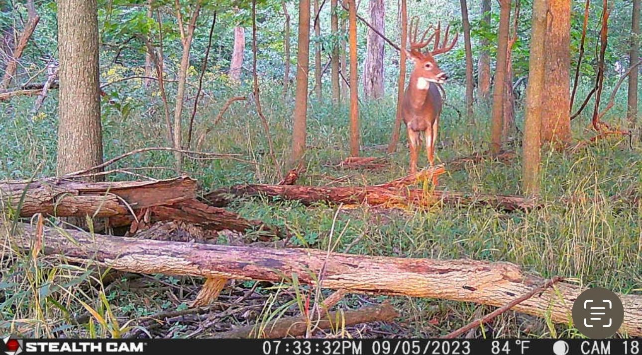 A deer is standing in the middle of a forest.