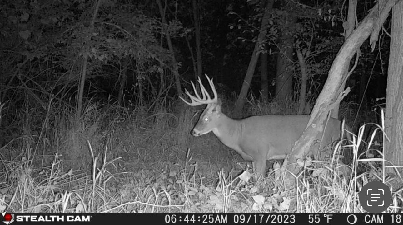 A black and white photo of a deer in the woods