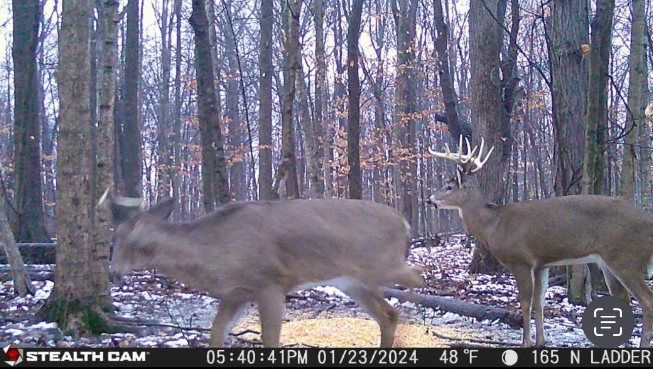 A couple of deer are standing in the woods.