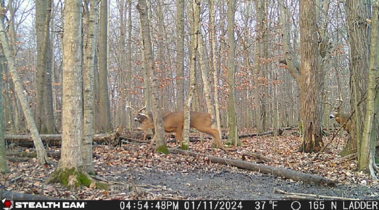 A deer is standing in the middle of a forest.