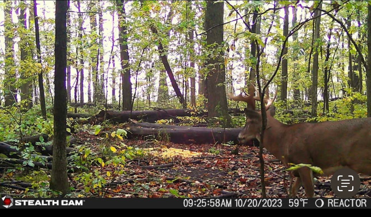 A deer is standing in the middle of a forest.