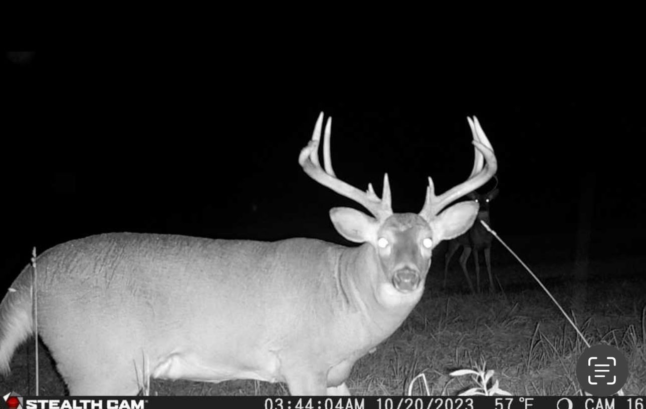 A black and white photo of a deer taken by a stealth cam