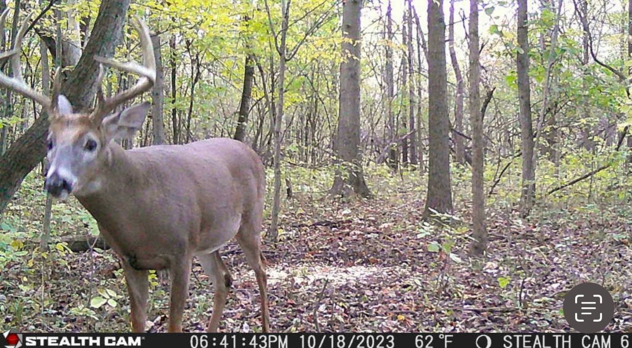 A deer is standing in the middle of a forest.