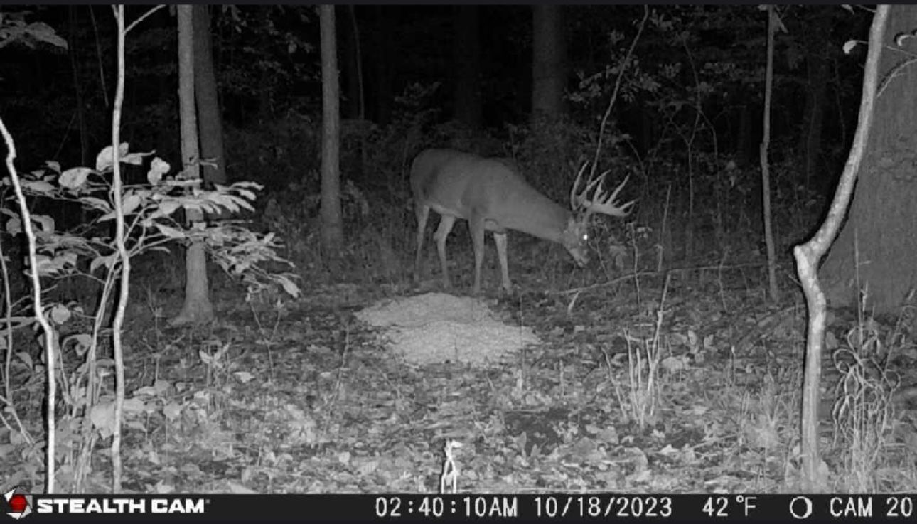 A deer is eating food in the woods at night.