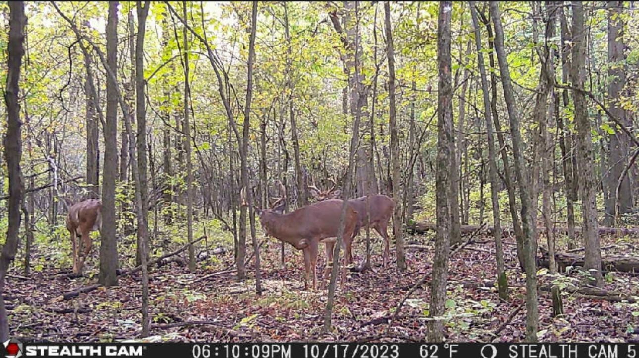 A deer is standing in the middle of a forest.