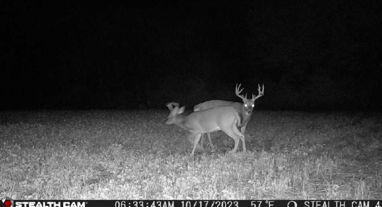 Two deer are standing next to each other in a field at night.