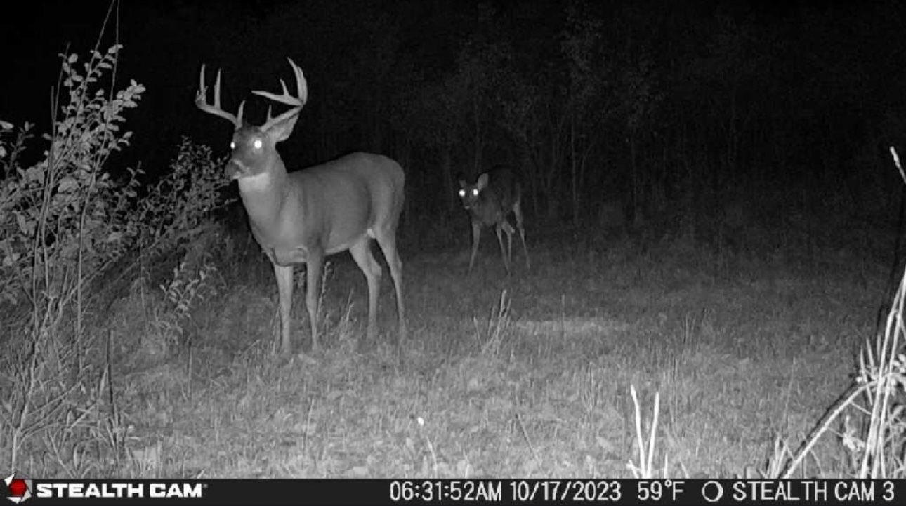 A deer and a doe are standing in a field at night.