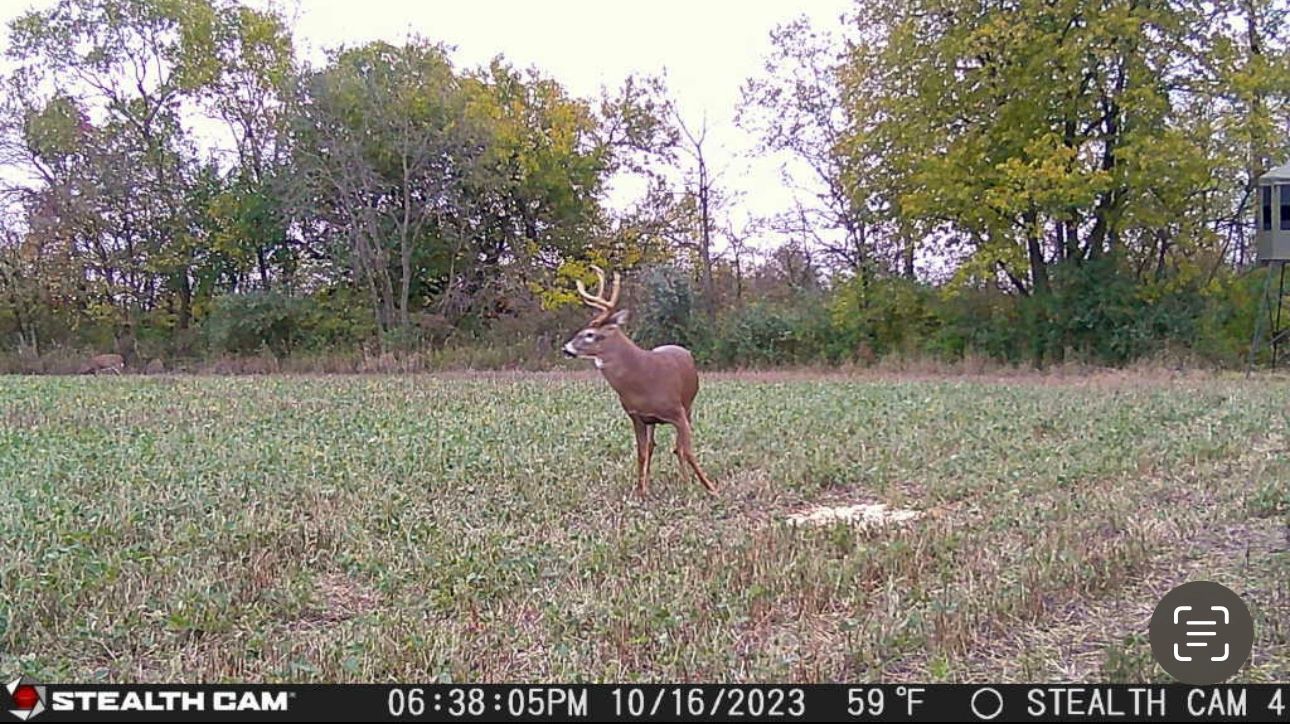 A deer is standing in a field with trees in the background.