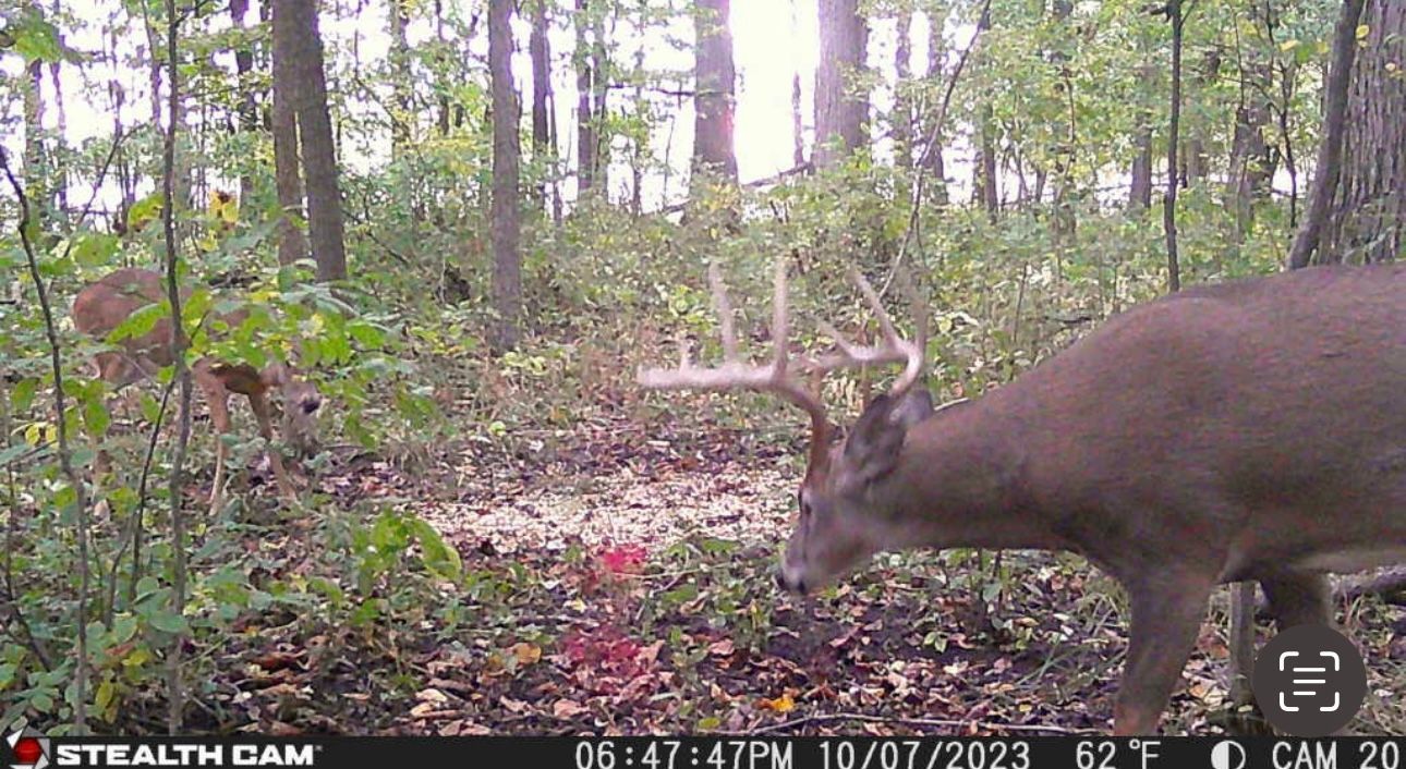 A deer is standing in the middle of a forest.