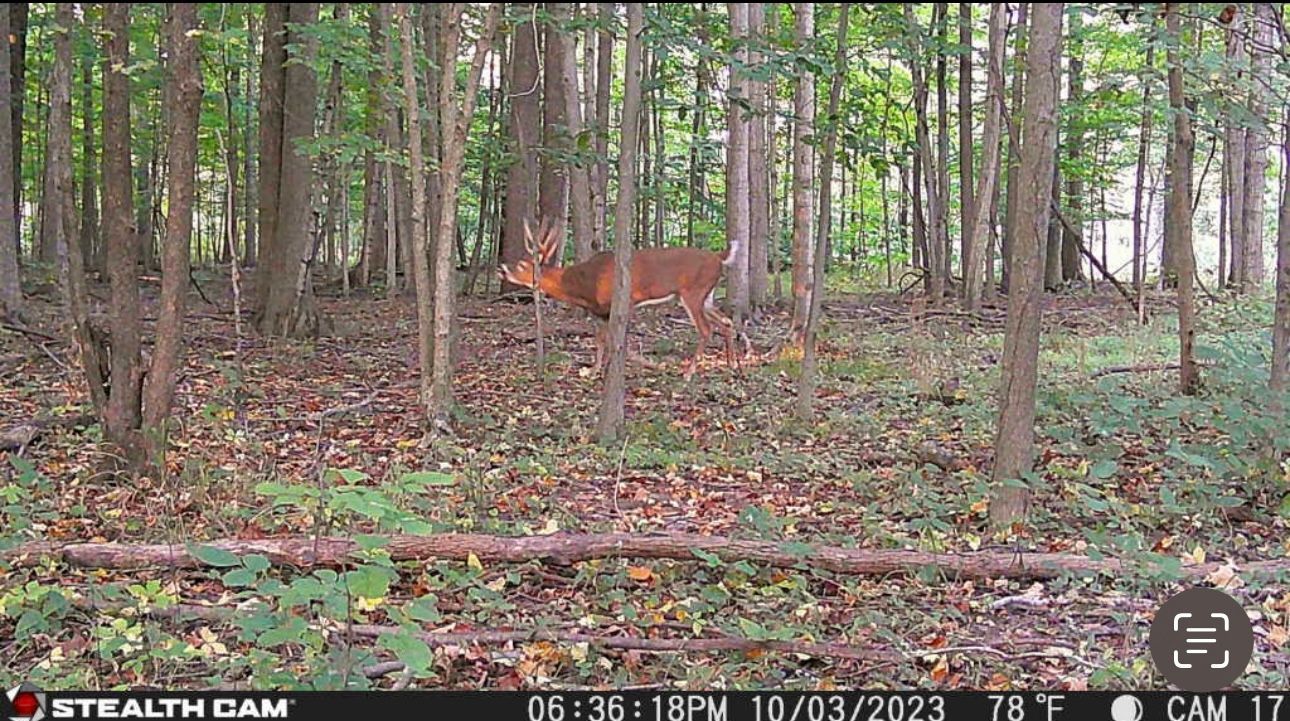 A deer is walking through a lush green forest.