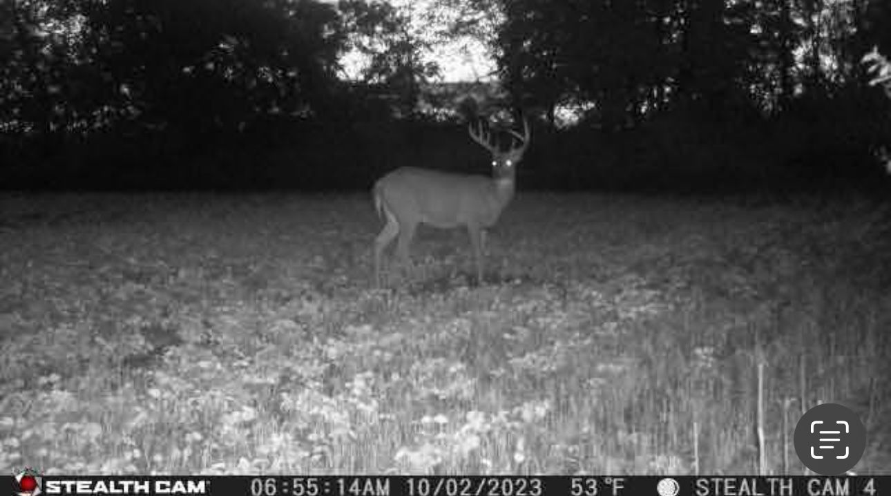 A black and white photo of a deer taken by a stealth cam