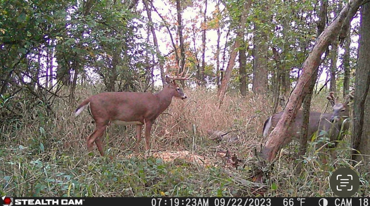 A deer is standing in the middle of a forest.