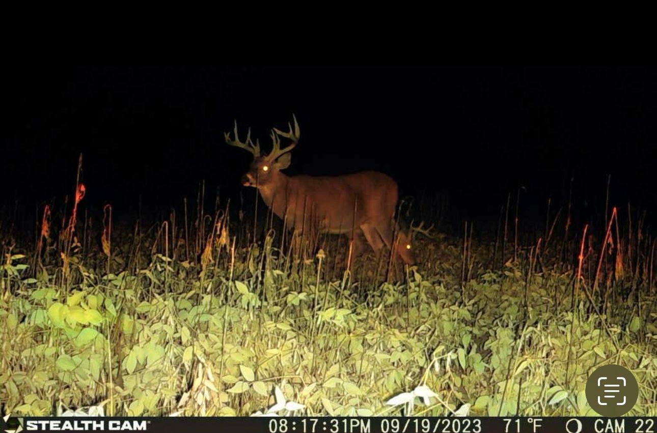 A deer is standing in a field at night.
