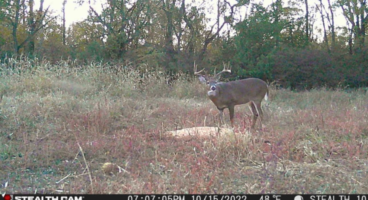 A deer is standing in a field with trees in the background.