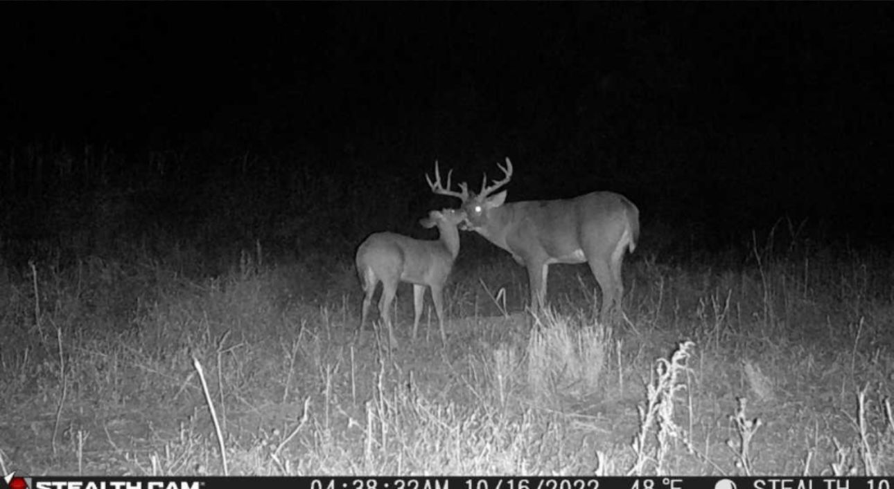 A couple of deer standing next to each other in a field at night.