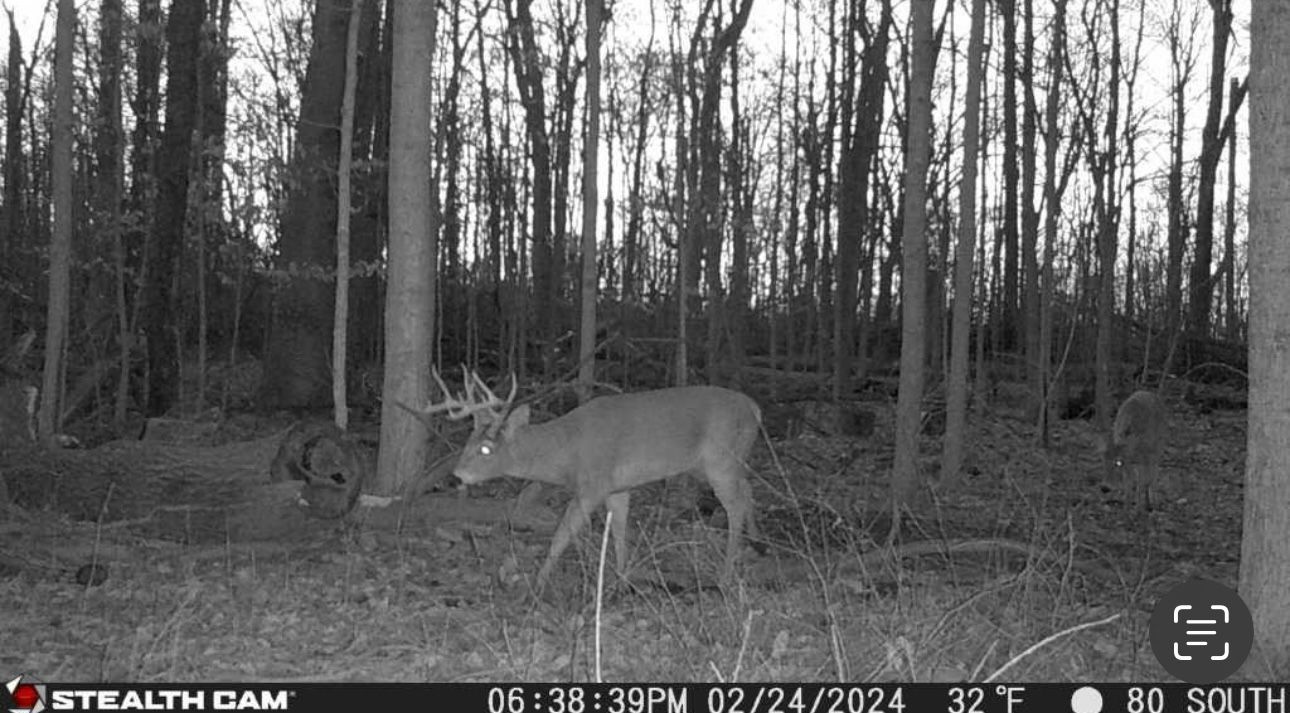 A black and white photo of a deer taken by a stealth cam