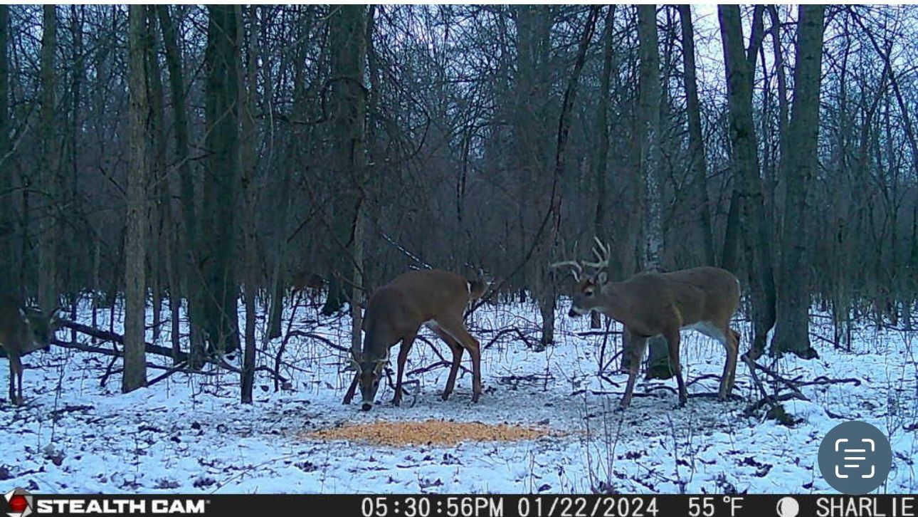 Two deer are standing in the snow near a stealth cam